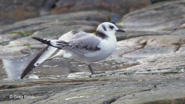 Black-legged Kittiwake (tridactyla) - ML201817491