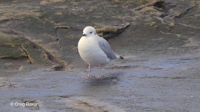 Bonaparte's Gull - ML201817511