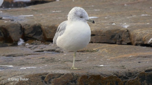 Ring-billed Gull - ML201817561