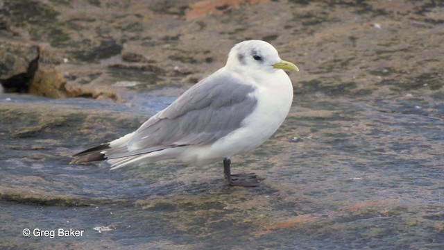 Black-legged Kittiwake (tridactyla) - ML201817591