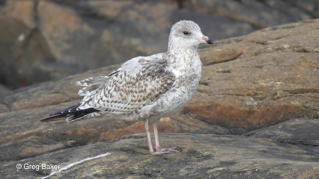 Ring-billed Gull - ML201817611