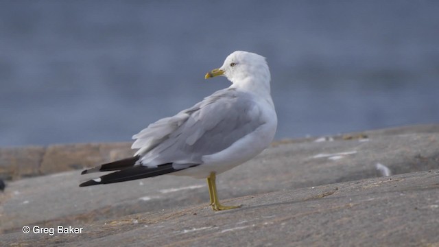 Ring-billed Gull - ML201817621