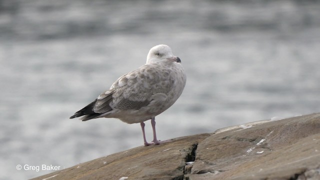 Herring Gull (American) - ML201817631