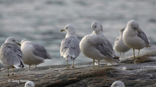 Ring-billed Gull - ML201817641