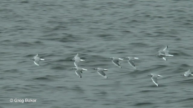 Mouette de Bonaparte - ML201817661