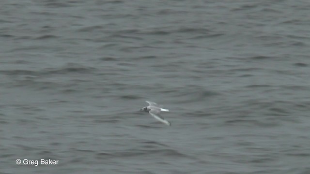 Mouette de Bonaparte - ML201817671