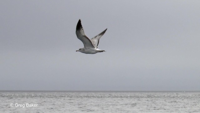 Ring-billed Gull - ML201817691