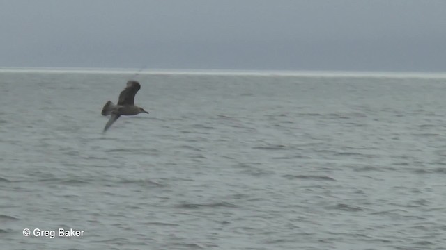 Herring Gull (American) - ML201817711