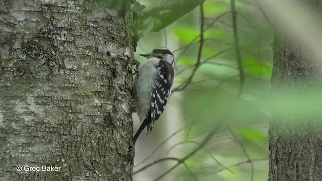 Downy Woodpecker (Eastern) - ML201817741