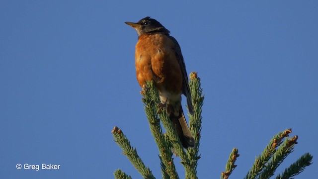 American Robin (migratorius Group) - ML201817761