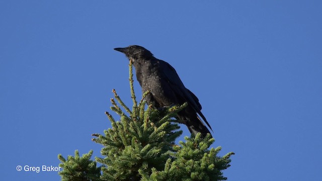 American Crow - ML201817771