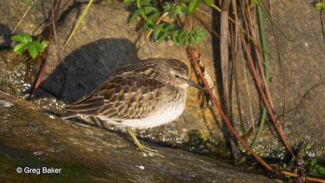 Wiesenstrandläufer - ML201817811