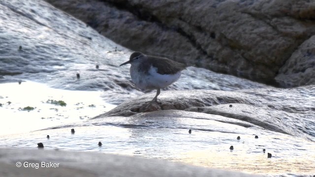 Spotted Sandpiper - ML201817851