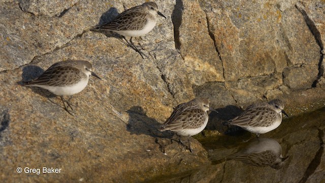 Semipalmated Sandpiper - ML201817891