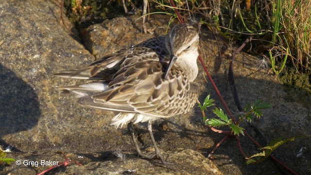 Semipalmated Sandpiper - ML201817901