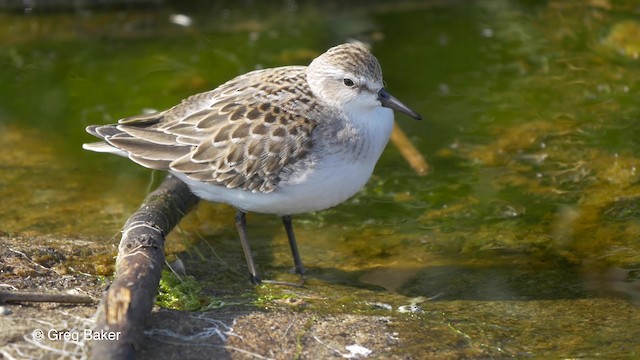 Semipalmated Sandpiper - ML201817911