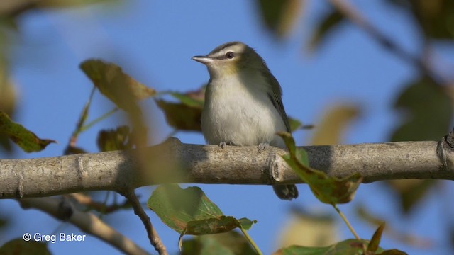 Kızıl Gözlü Vireo - ML201817981