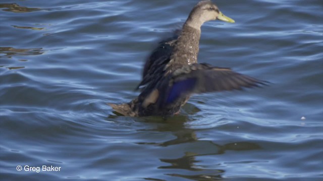 American Black Duck - ML201818001