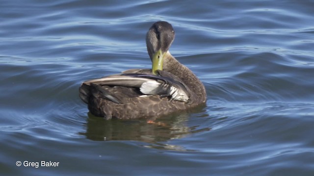 American Black Duck - ML201818011