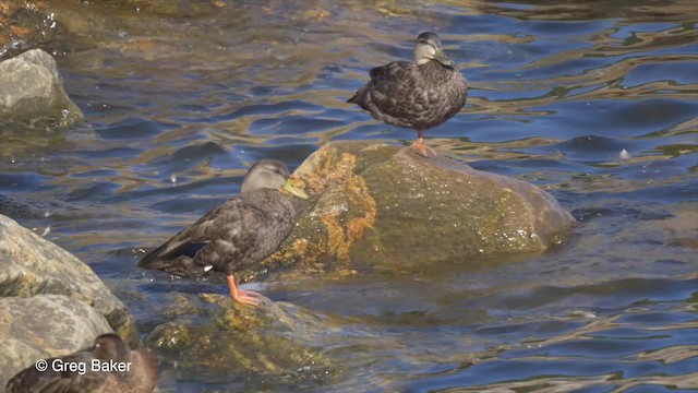 Canard noir - ML201818021