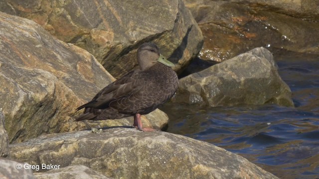 アメリカガモ - ML201818031