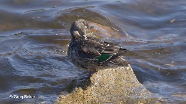 Çamurcun (carolinensis) - ML201818051