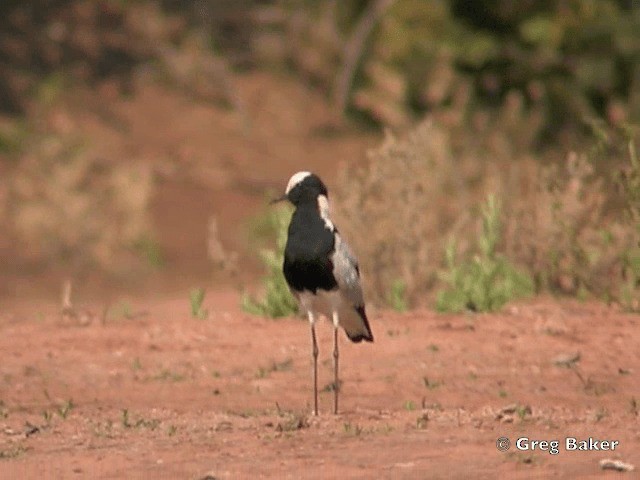 Blacksmith Lapwing - ML201818141