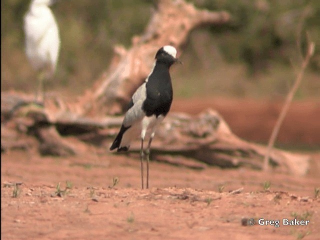 Blacksmith Lapwing - ML201818151