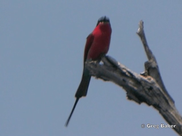 Southern Carmine Bee-eater - ML201818181