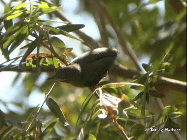 Long-billed Crombec - ML201818191