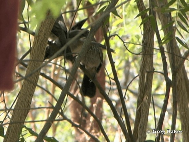 Arrow-marked Babbler - ML201818221