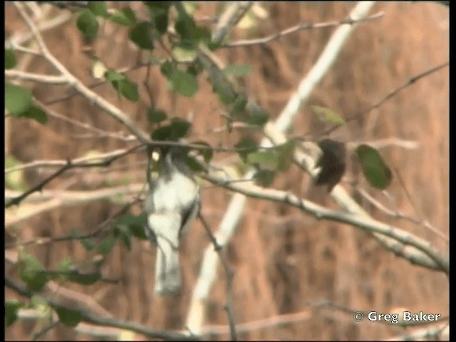 Black-backed Puffback - ML201818231