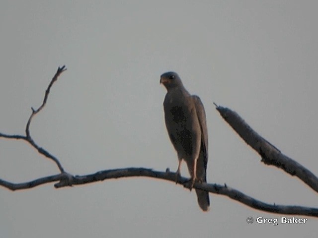 Dark Chanting-Goshawk - ML201818241