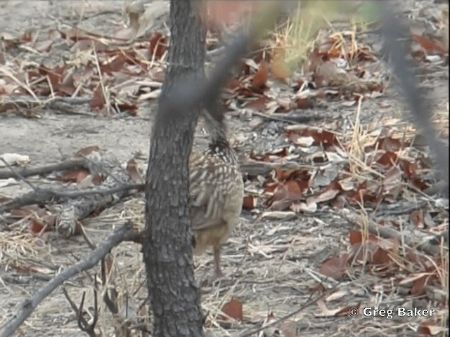 Crested Francolin (Crested) - ML201818251