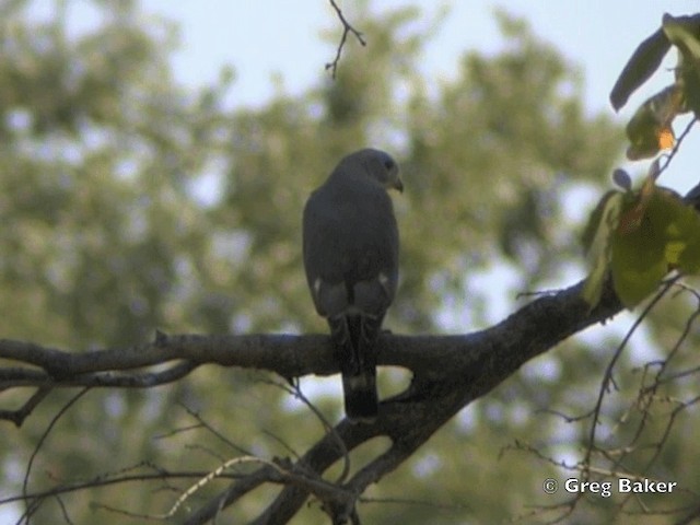 Lizard Buzzard - ML201818261