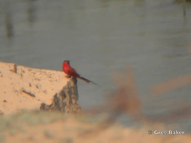 ミナミベニハチクイ - eBird