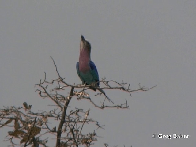 ライラックニシブッポウソウ（caudatus） - ML201818331