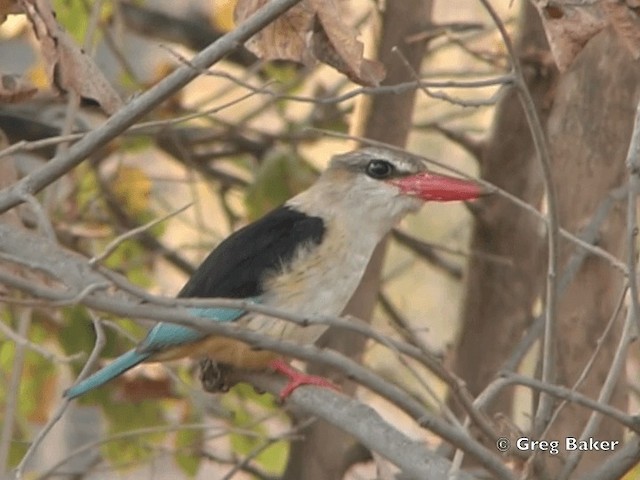 Brown-hooded Kingfisher - ML201818351