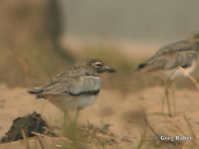 Water Thick-knee - ML201818361