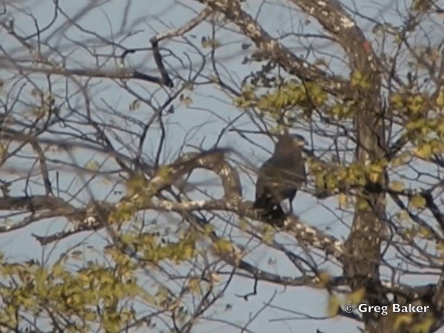 Banded Snake-Eagle - ML201818451