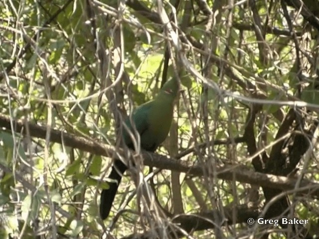 Schalow's Turaco - ML201818471