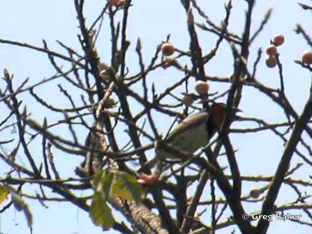 Black-collared Barbet - ML201818501