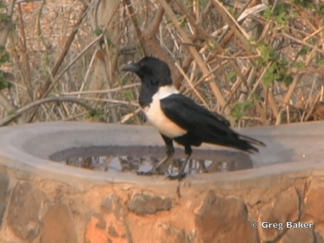 Pied Crow - ML201818531