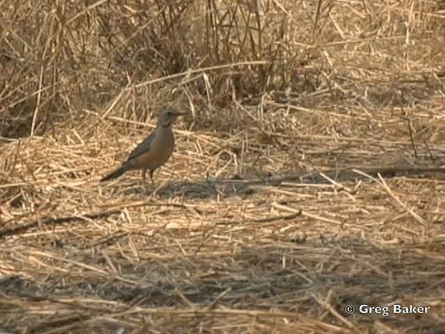 Kurrichane Thrush - ML201818551