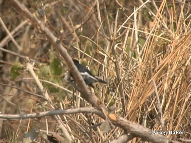 Southern Black-Tit - ML201818561