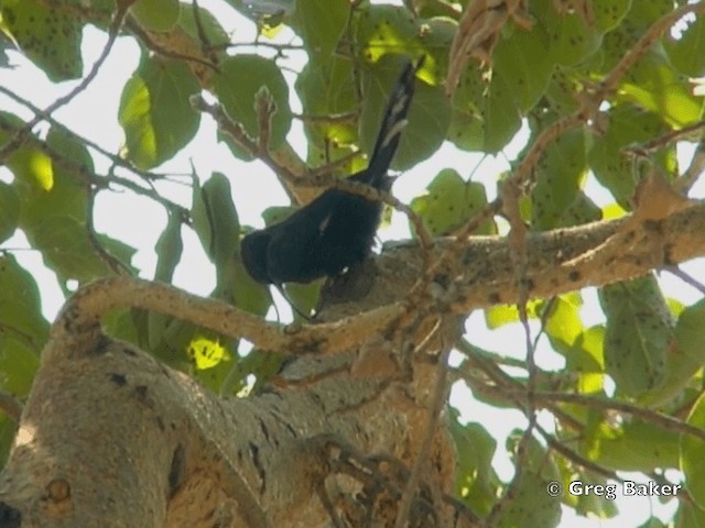 Common Scimitarbill - ML201818571