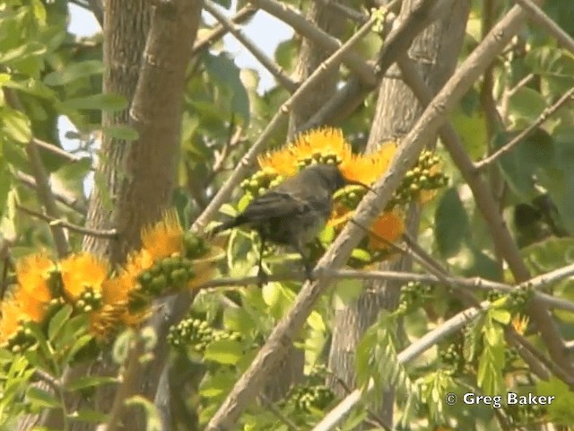 Scarlet-chested Sunbird - ML201818591