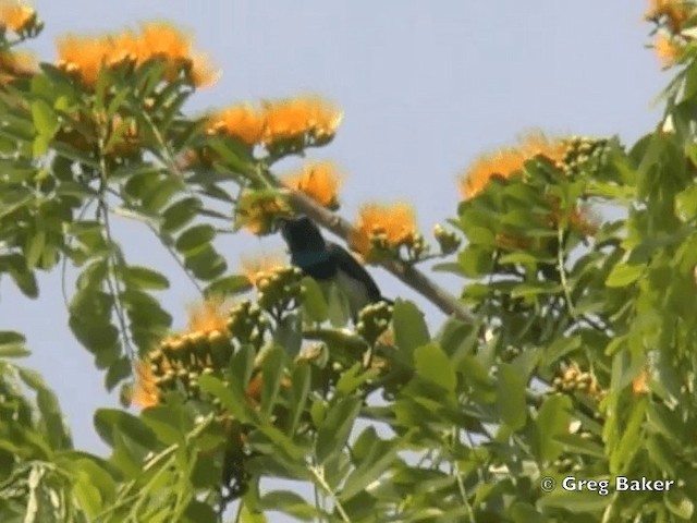 White-bellied Sunbird - ML201818601