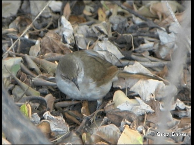 Bulbul Terrestre - ML201818631