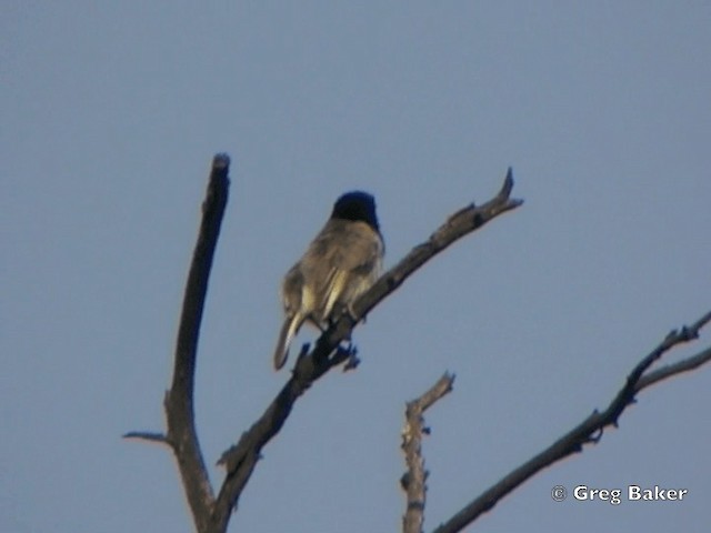 Kara Kolyeli Barbet - ML201818661